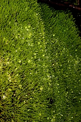 Moss 1 